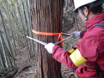 立木調査